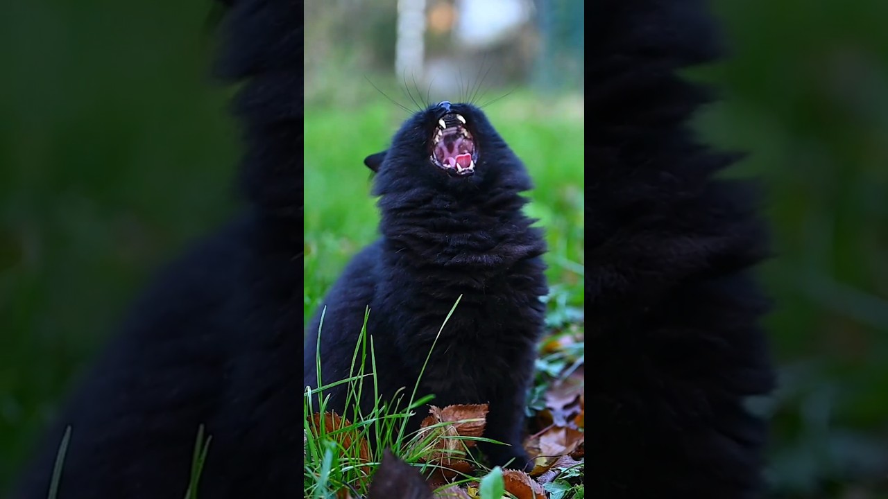 Epic Flehmen Response in Black Norwegian Forest Cat! 😹 #shorts #sillycat
