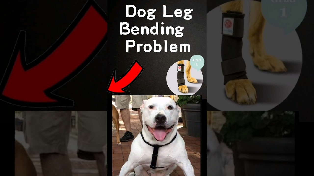 dog leg bending problem solution . In two steps.#dog#shorts