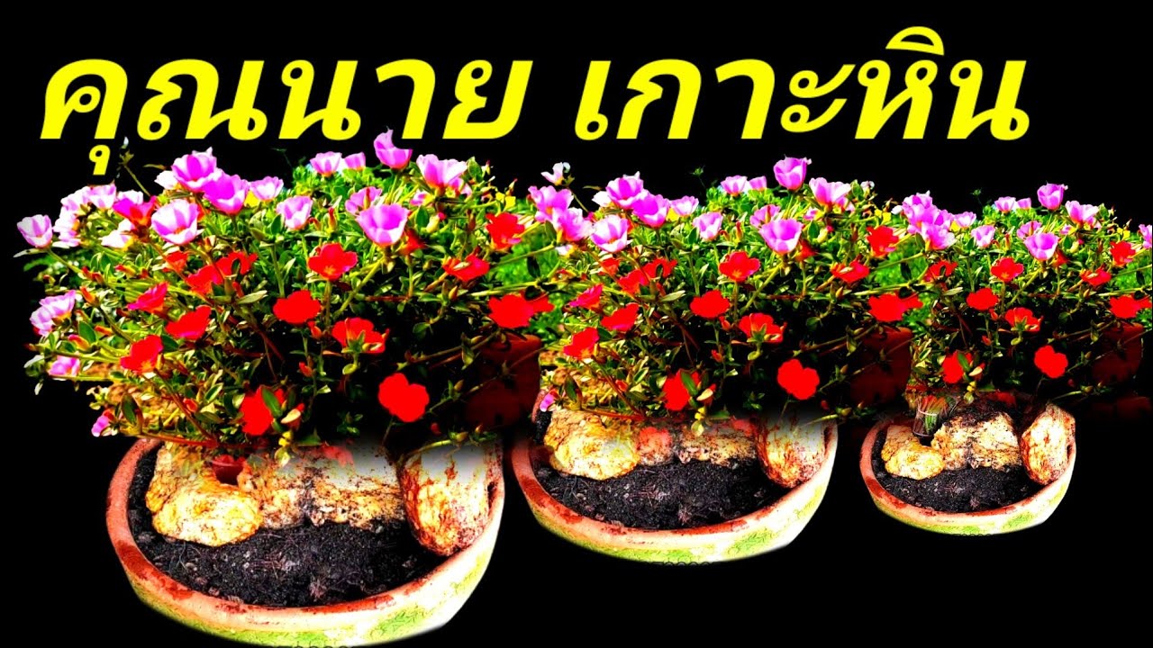 วิธีทำบอนไซเกาะหินคุณนายตื่นสายตัดแต่งปรุงดินให้มีดอกดกเต็มกระถาง #สวยฉ่ำสะบัดเลย