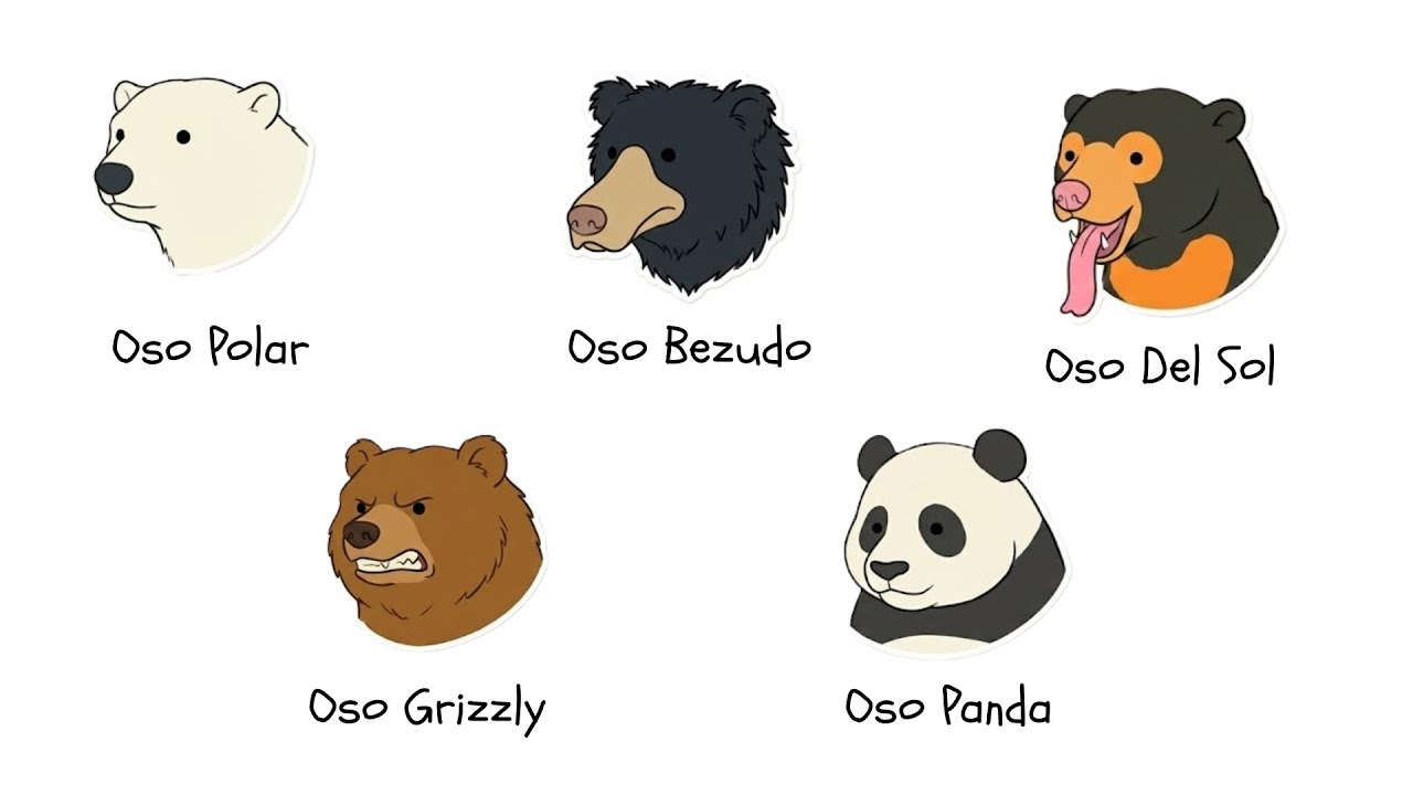 Cada tipo de OSO explicado en 9 minutos