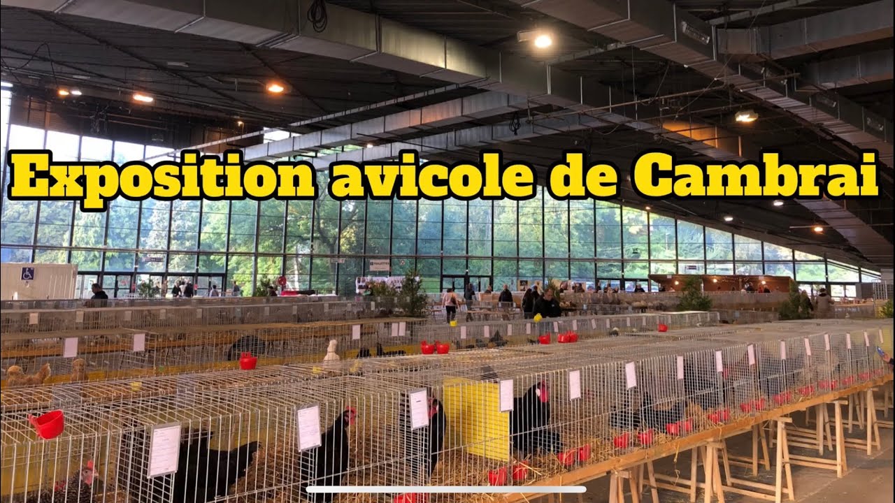 Exposition avicole de Cambrai 2023