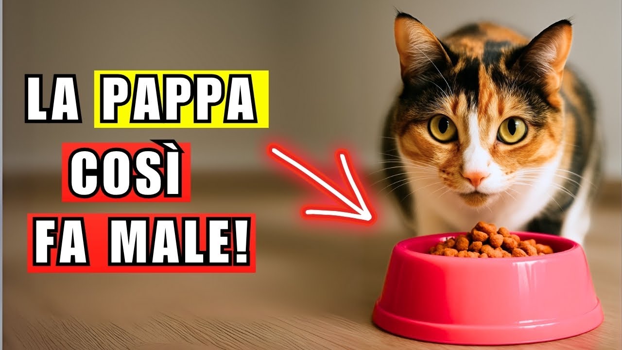 Gli 8 errori più pericolosi quando dai da mangiare al gatto
