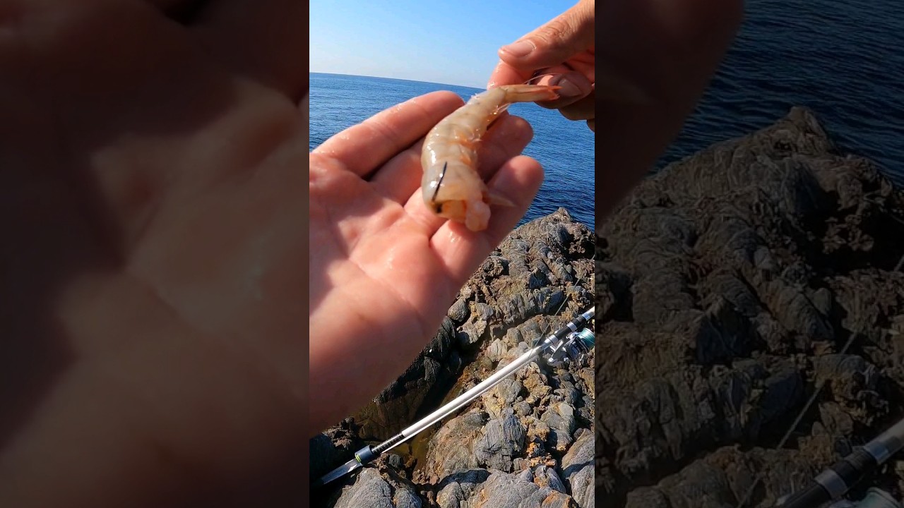 Este cebo nunca pasa de moda 💥cebo surfcasting