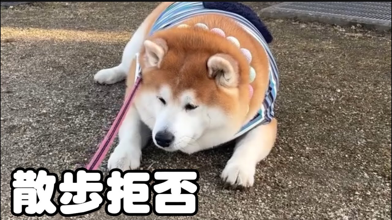 【拒否柴】動きません。ぽっちゃりな柴犬の日常。