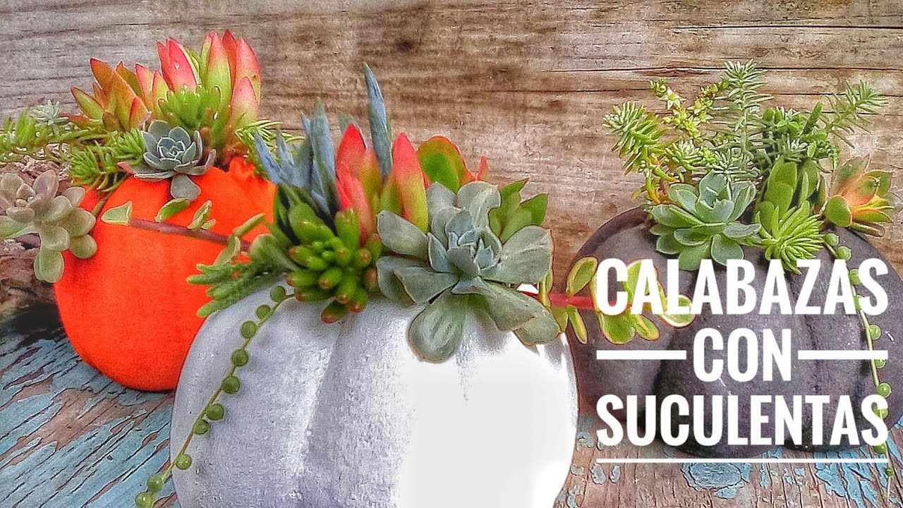 Suculentas en calabazas de cemento DIY + PASO A PASO