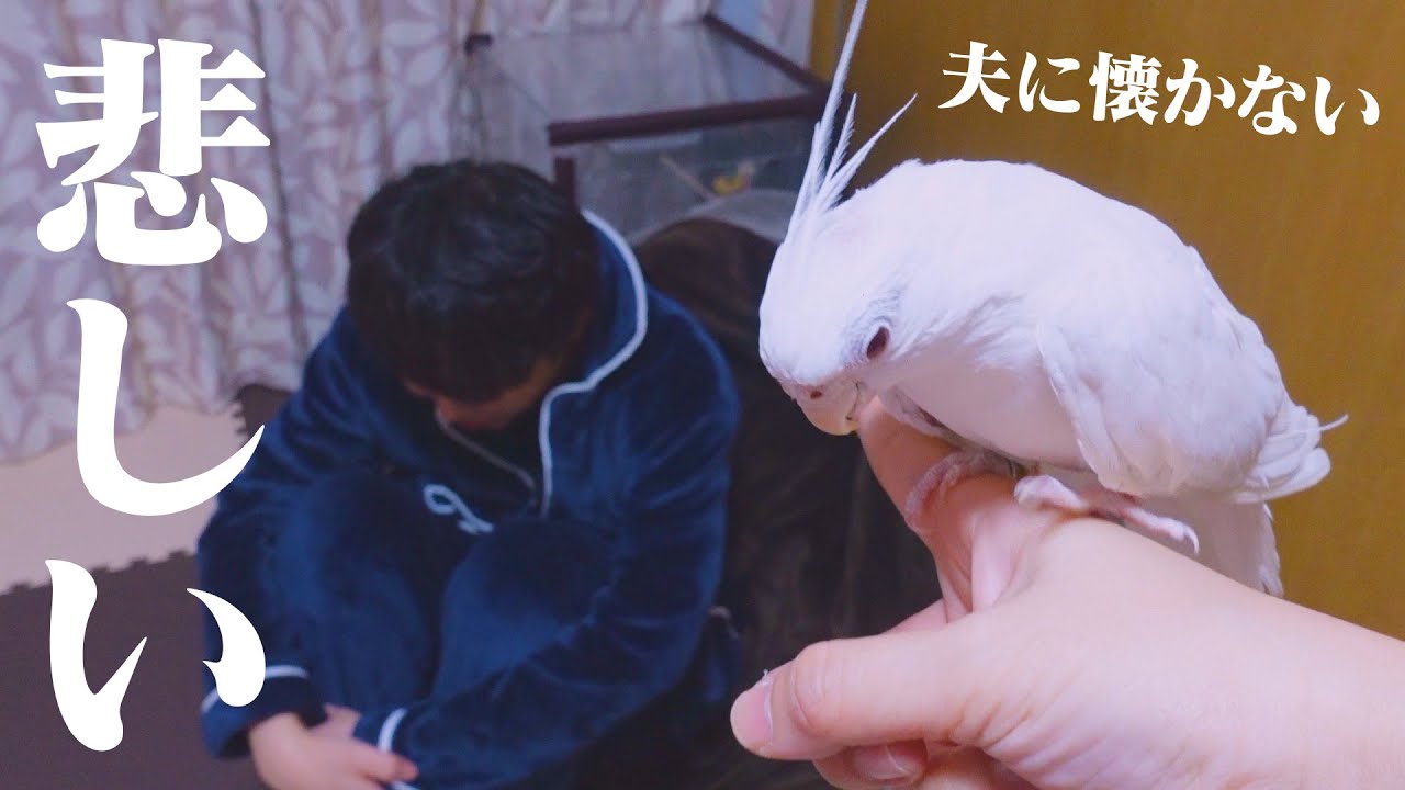 【悲報】うちのインコが一生懐かない件