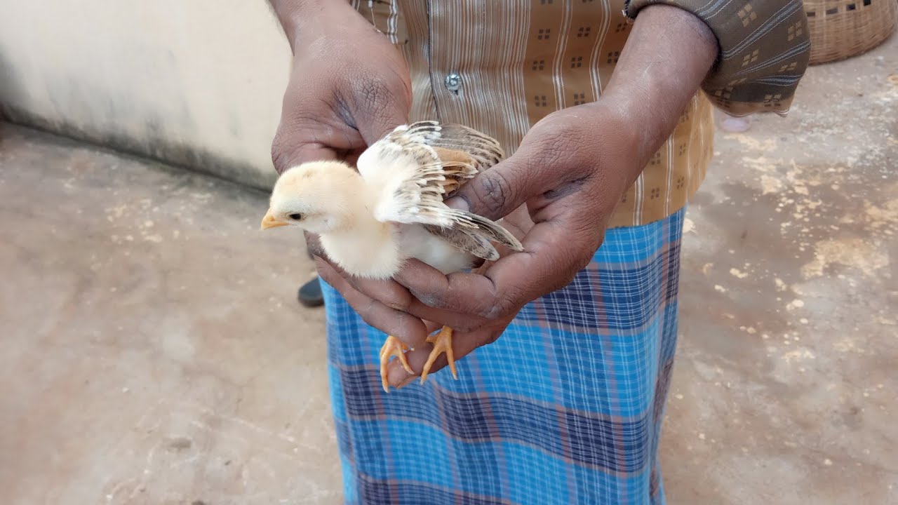 Lasota vaccine in telugu!! Natukollu vaccine in telugu