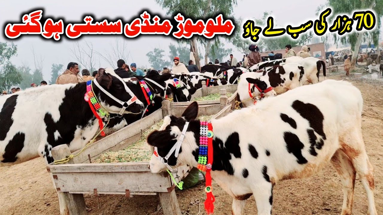 Australian Wachian For Sale In Pakistan • Heifer Farming • Malumor Mandi 2023