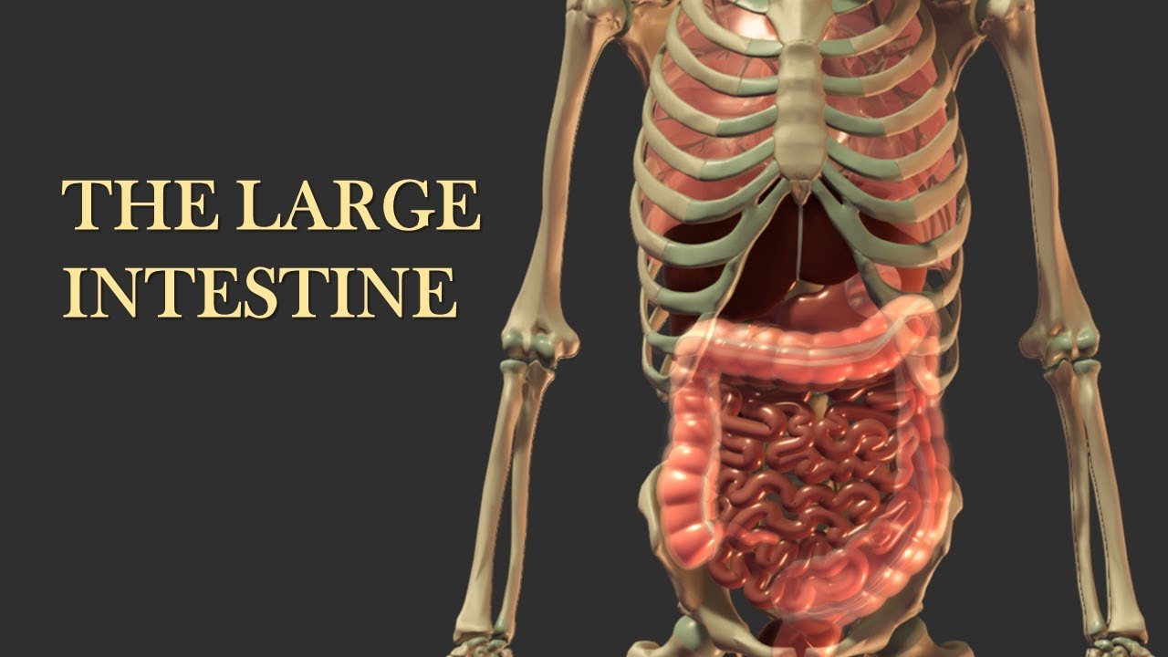 The Large Intestine: Water Absorption and Elimination of Waste
