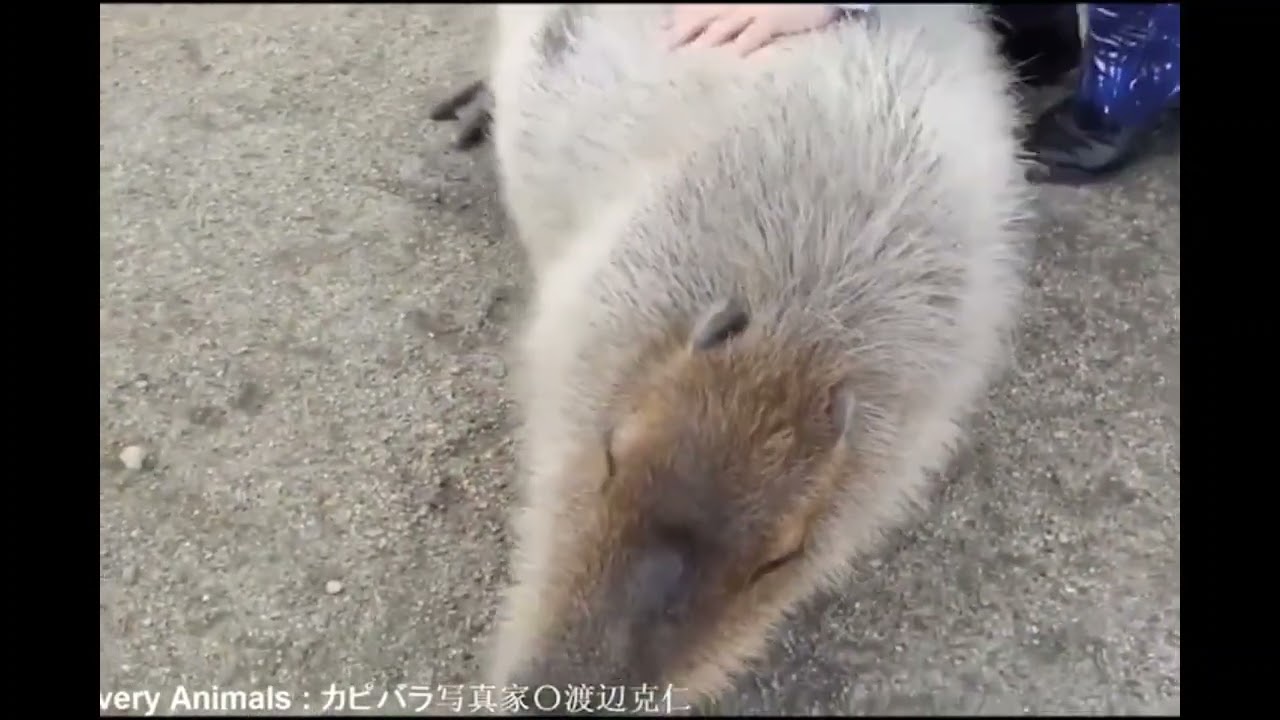 2 hour relax with capybara vaporwave with night jazz music