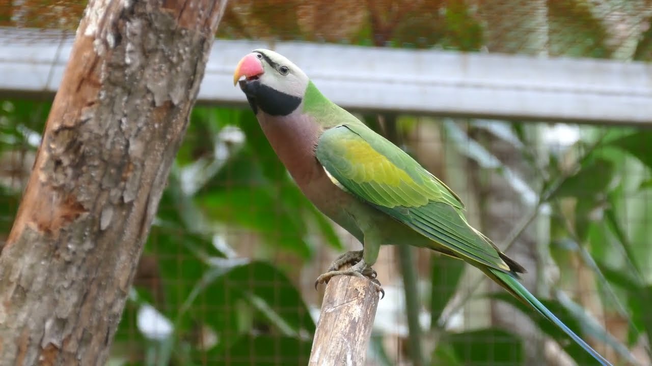 Update from our Red-breasted Parakeet and interesting behavior of a male in Northeast Thailand.