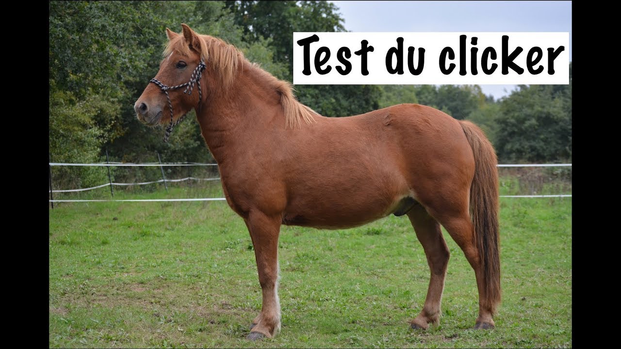 TEST DU CLICKER SUR UN PONEY STRESSÉ