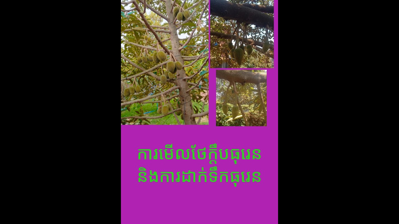 ការមើលថែក្តឹបធុរេន