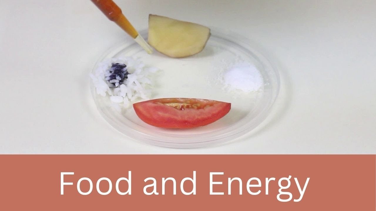 Food and Energy | DIY Science | ThinkTac