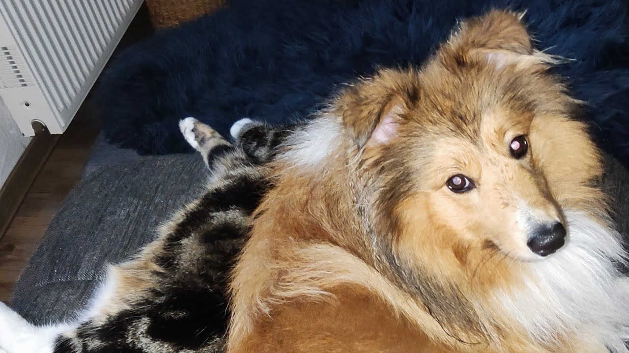 Sheltie-Rüde Monty