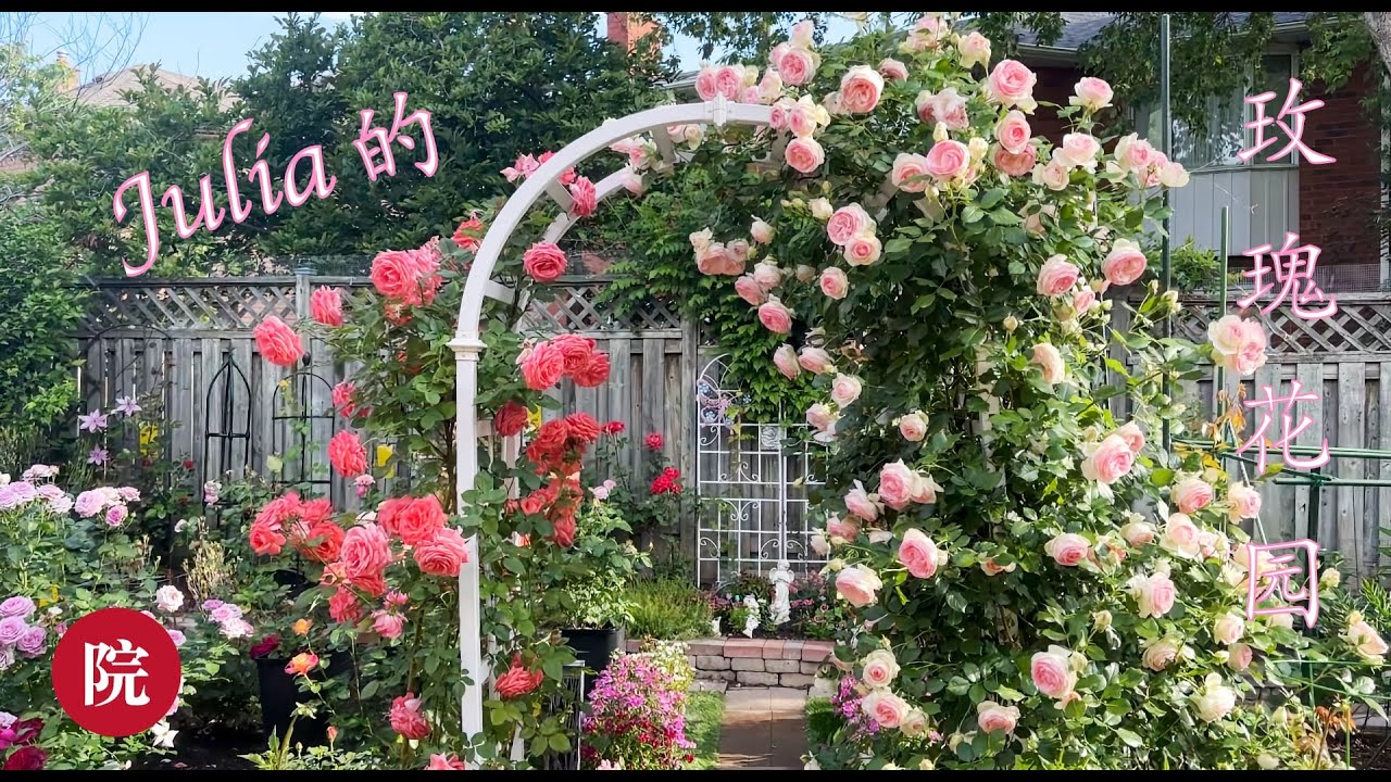 【彬彬有院】花•1108 Julia 的玫瑰花园//Julia 的月季花园，大量中英文对照月季花名称，供大家参考；我知道玫瑰和月季是不同的，不过我习惯上说玫瑰，录音的时候有点混乱，希望大家见谅