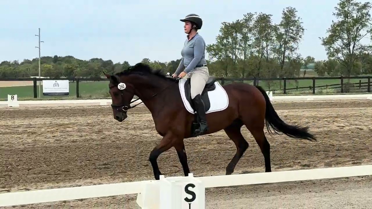 Topper at Meadow Lake dressage schooling show - September 2025