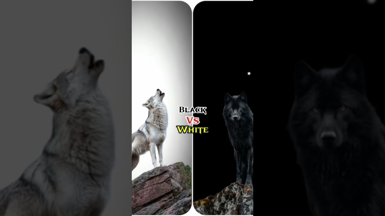 pls choose one. Black or White🤫
