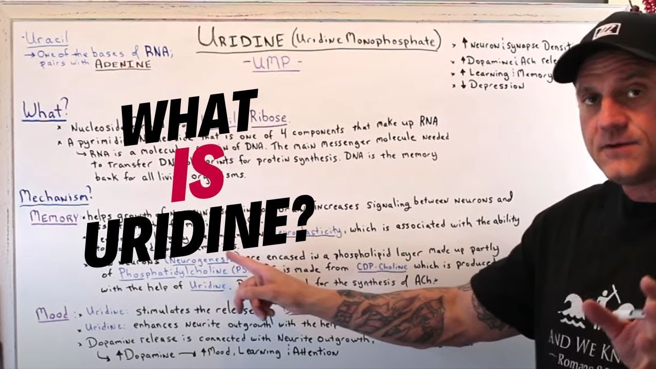 What Is Uridine and The Benefits?