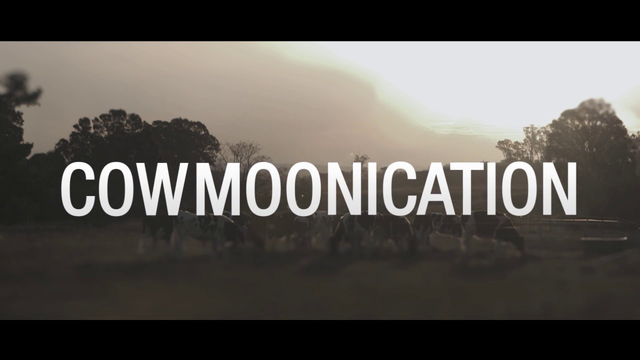 Cow Whisperer: Creating a cow dictionary - The Feed