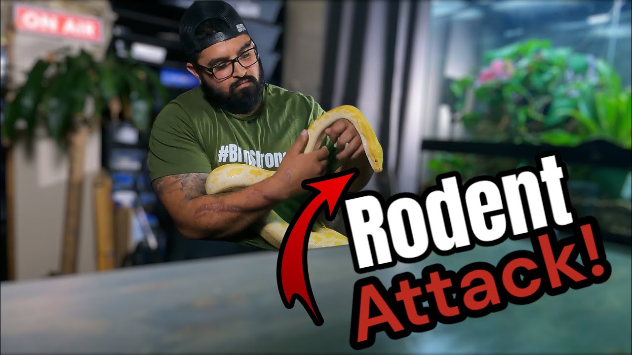 A Rat Attacked my Burmese Python | Live vs Frozen Thawed Rodents #animals #snake #reptiles