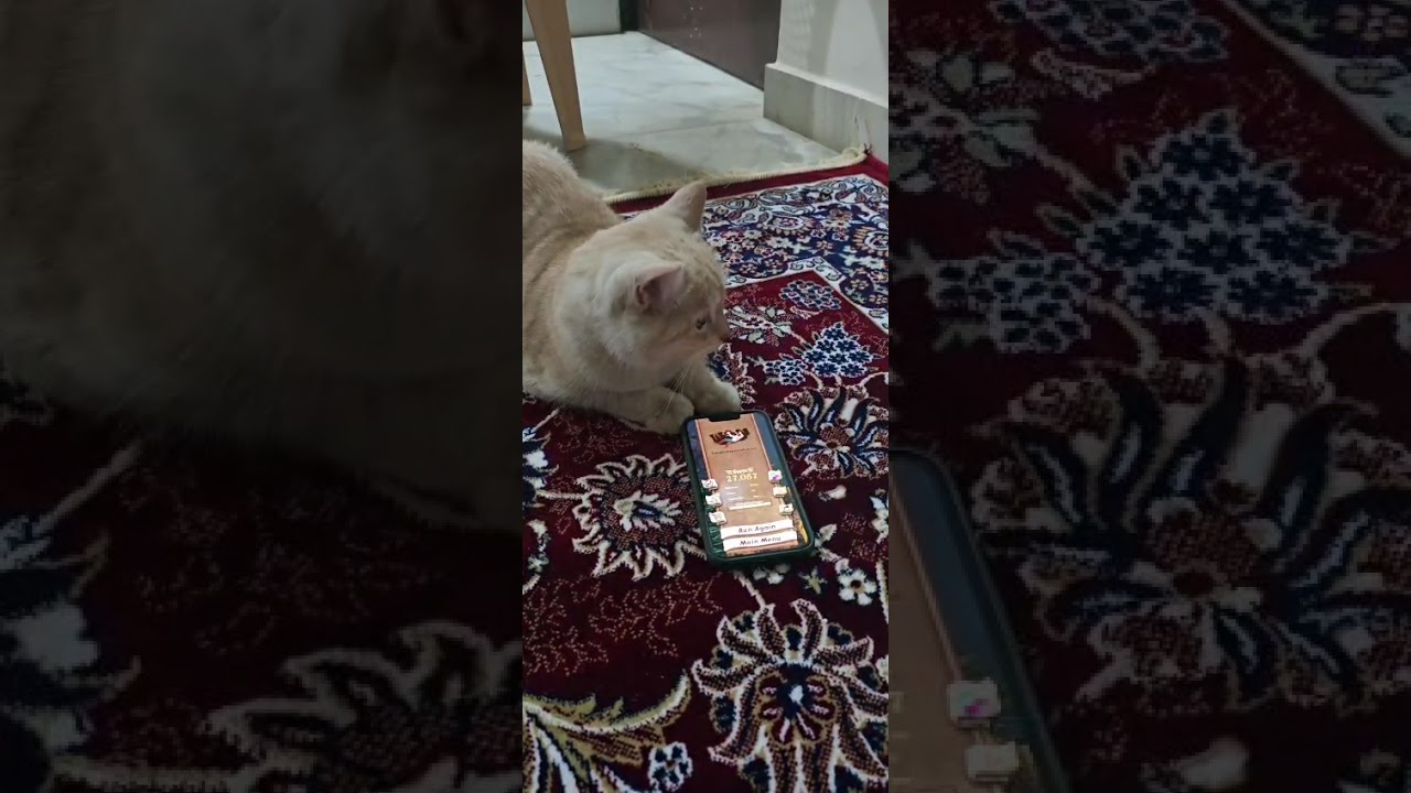 Cat trying to play temple run 