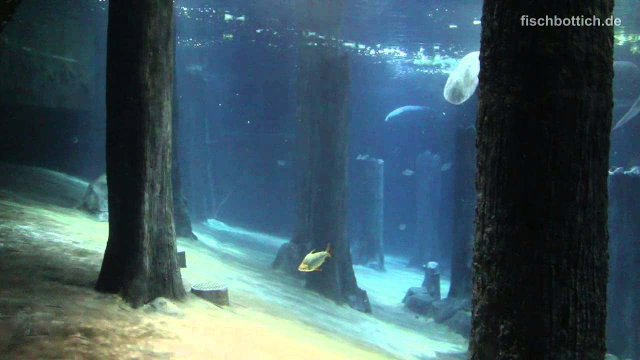 [HD] Flooded Forrest @ River Safari [11/15]