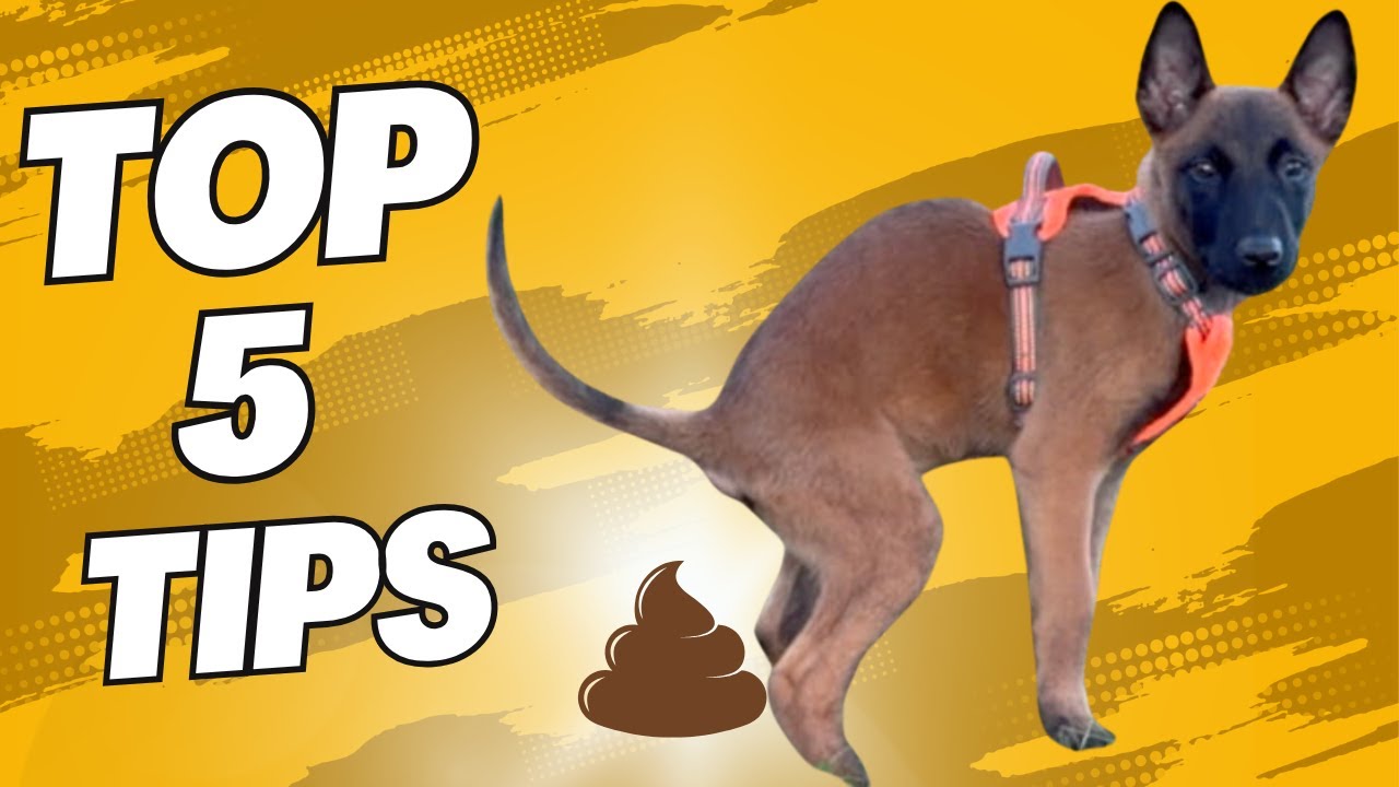 Potty Training Tips That Actually Work — Malinois Edition