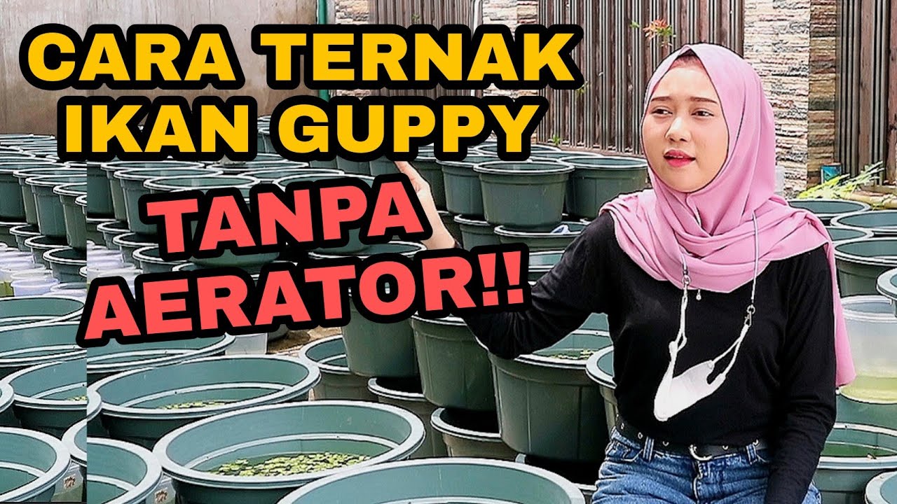 CARA BUDIDAYA IKAN GUPPY TANPA AERATOR!! PEMULA WAJIB NONTON!
