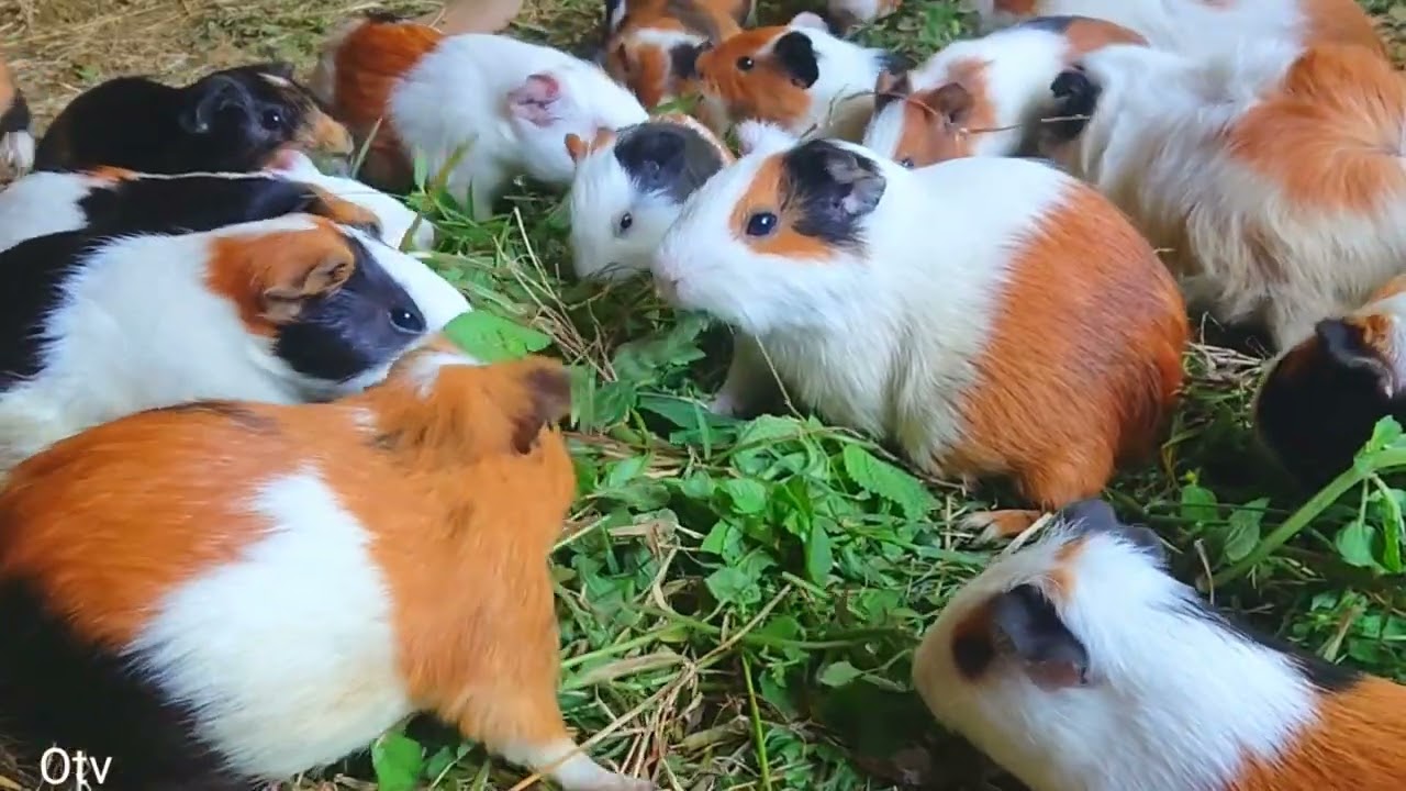 Guinea pig eating asmr, relaxing Guinea pig videos, cute baby animals eating, guinea pig food 