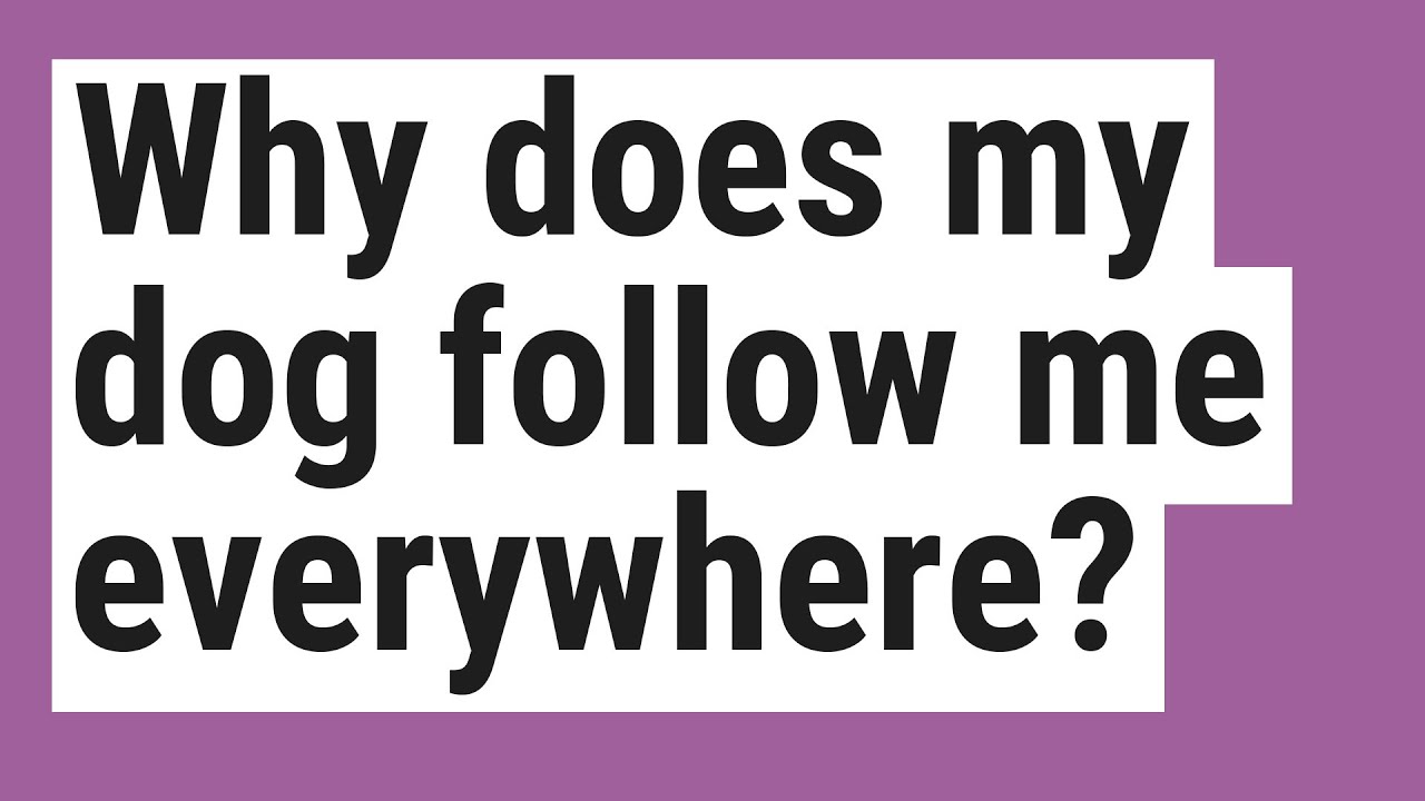Why does my dog follow me everywhere?