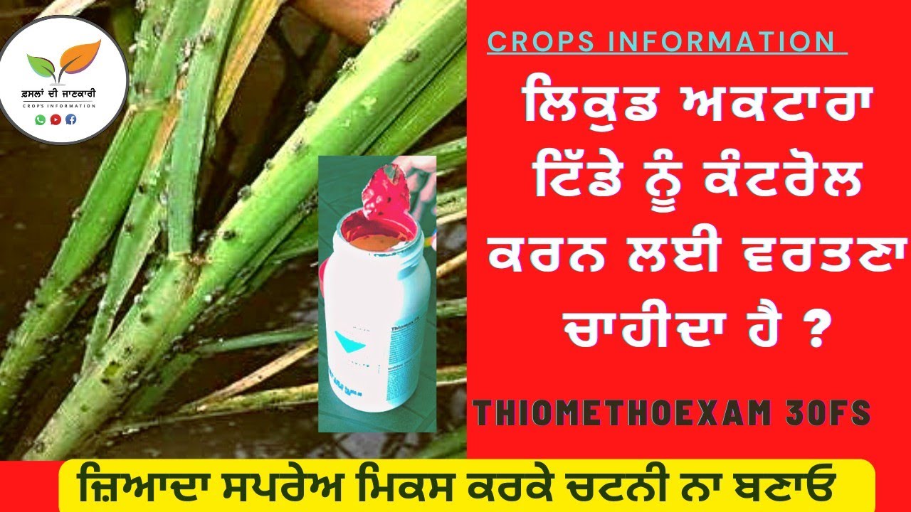 ਝੋਨੇ ਦਾ ਟਿੱਡਾ ਅਤੇ ਲਿਕੁਡ ਕਟਾਰਾ  ? Paddy hopper control bad practice
