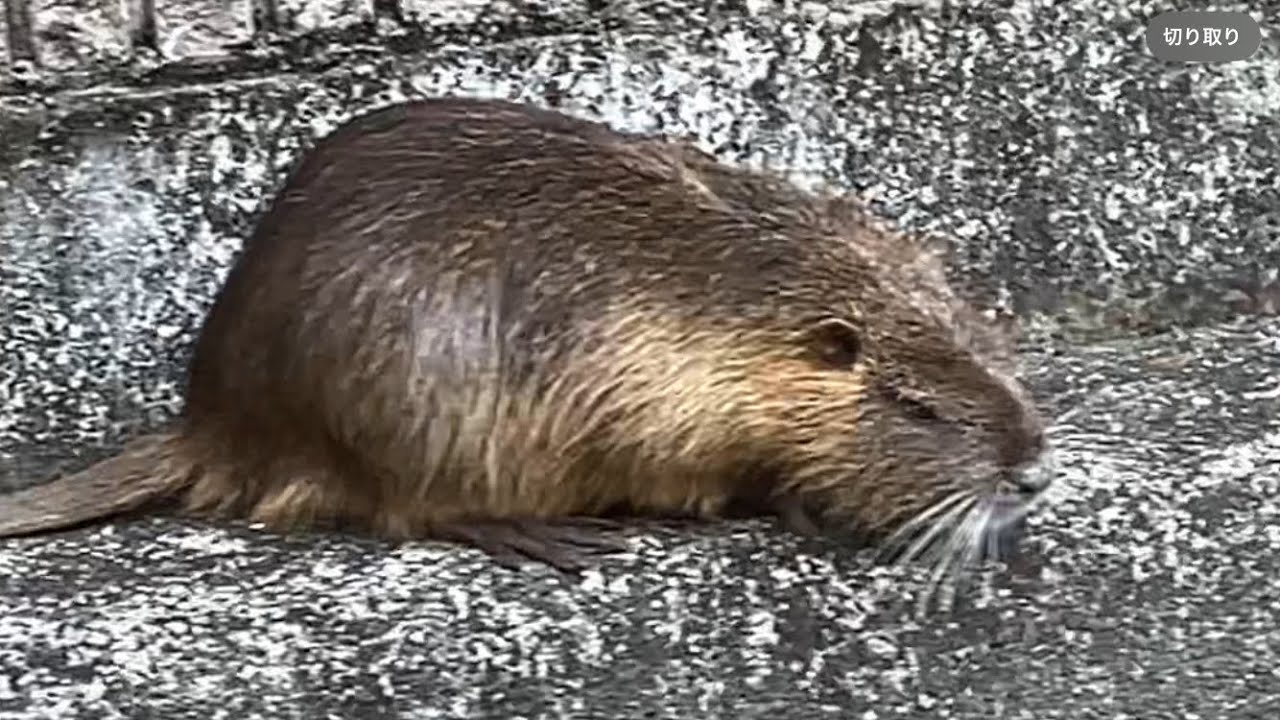 【ヌートリア③】水路に飛び込もうか逡巡　尻尾がよく見ると気持ち悪い