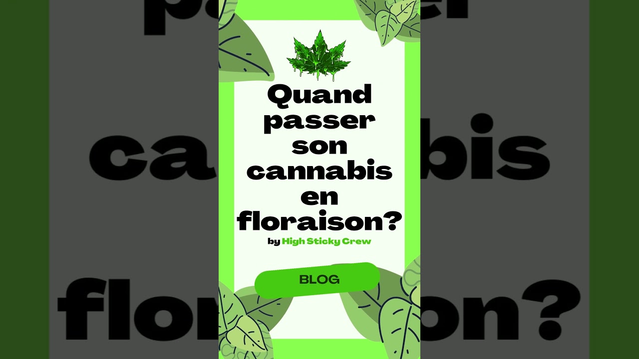 Quand passer son cannabis en floraison