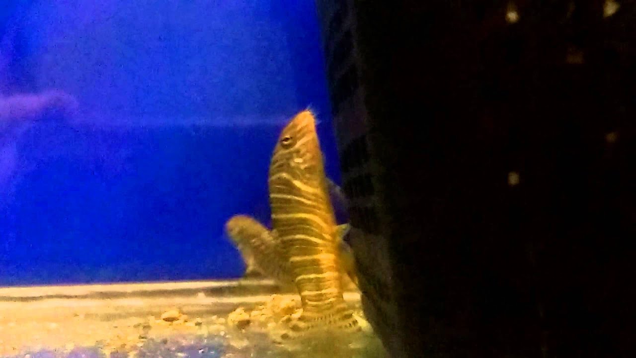 Striped loach