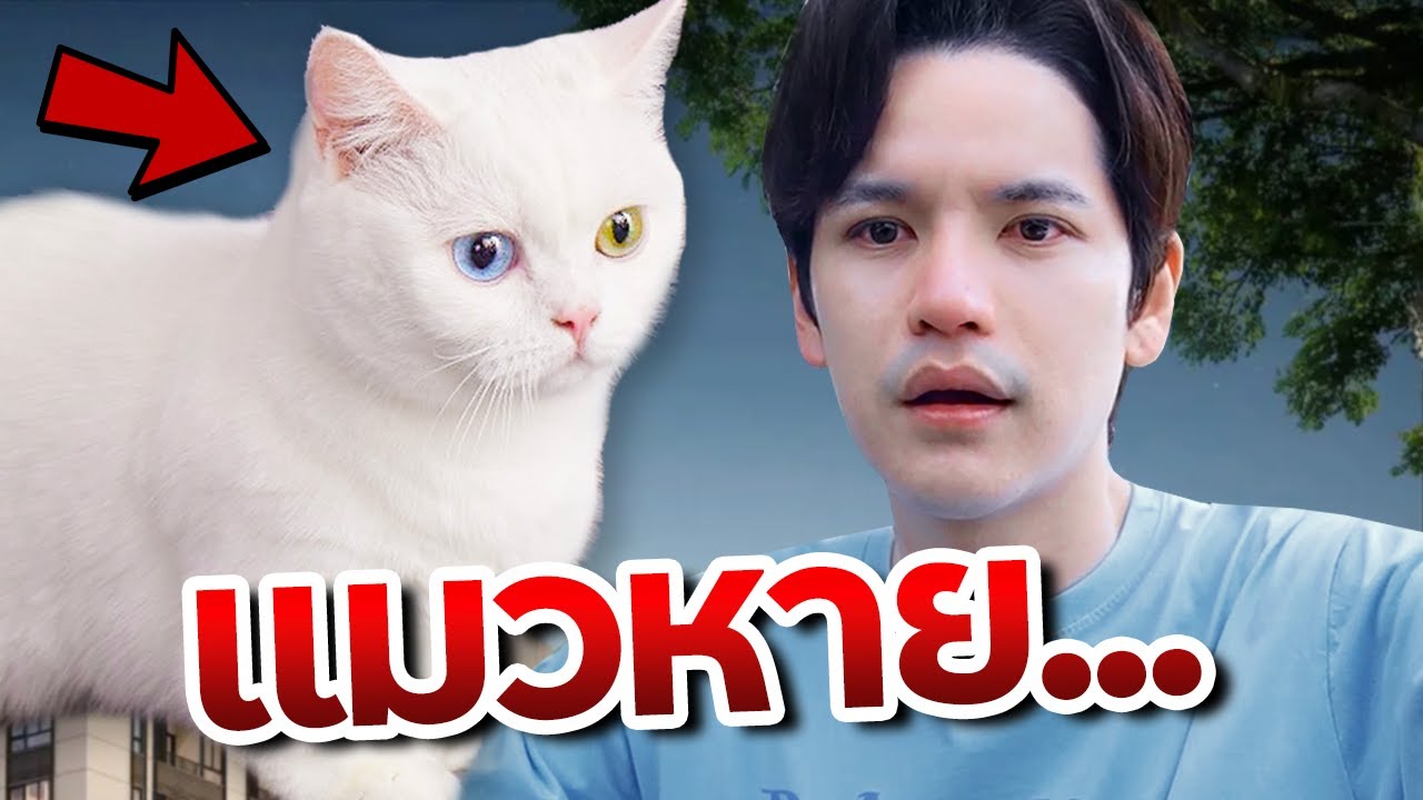 Мама-кошка исчезла из дома...💔 | Stick Tao