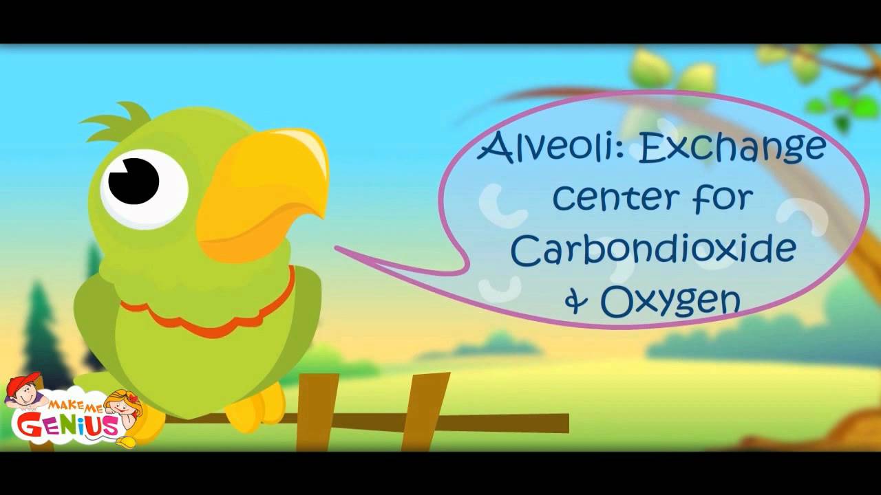 Breathing  Respiration Animation-Part 2 3D-makemegenius.com series of Education Videos
