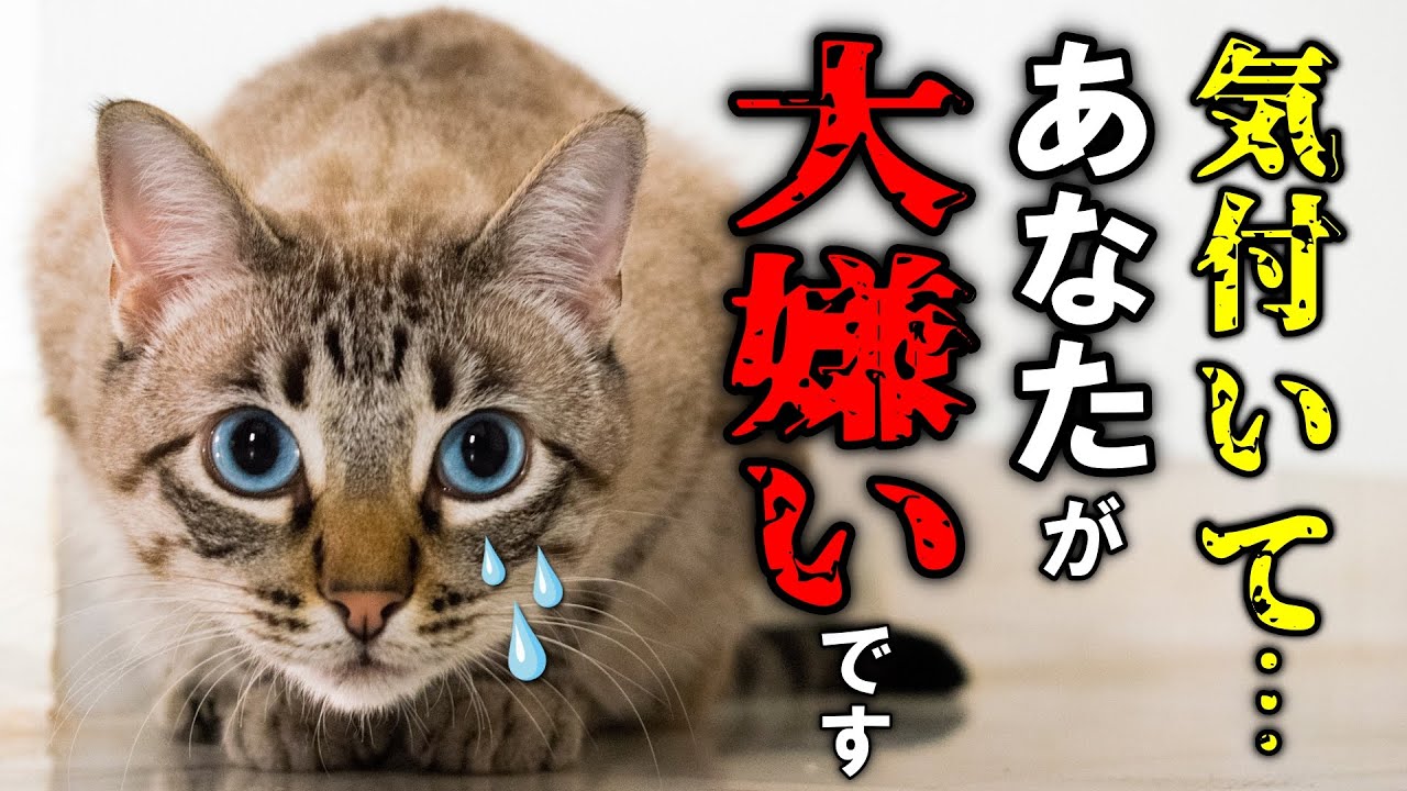 猫が一番嫌いな人にだけ見せる行動12選