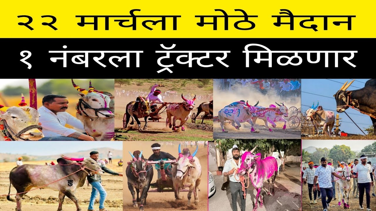 २२ मार्चला वाळवा फाटीवर महाराष्ट्र मधील सगळे बैल या मैदानात पळण्यासाठी येणार ! नाव नोंदणी चालू आहे.