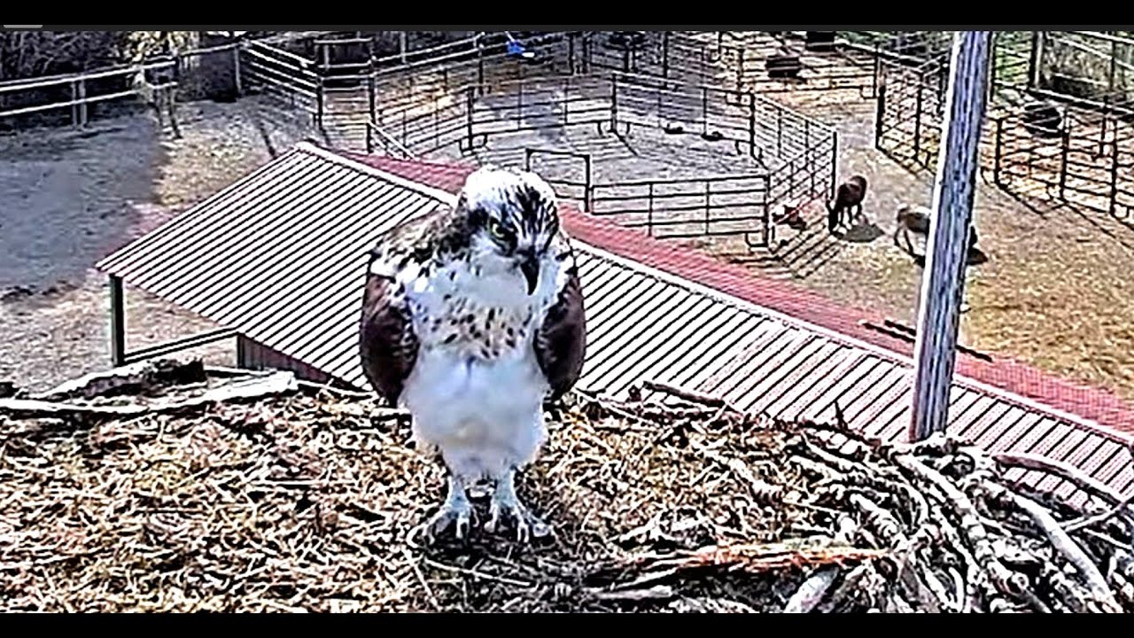 Female lands on the nest ~ Looks like Winnie and works a little on the nest 2025 04 10 11 29 01 616
