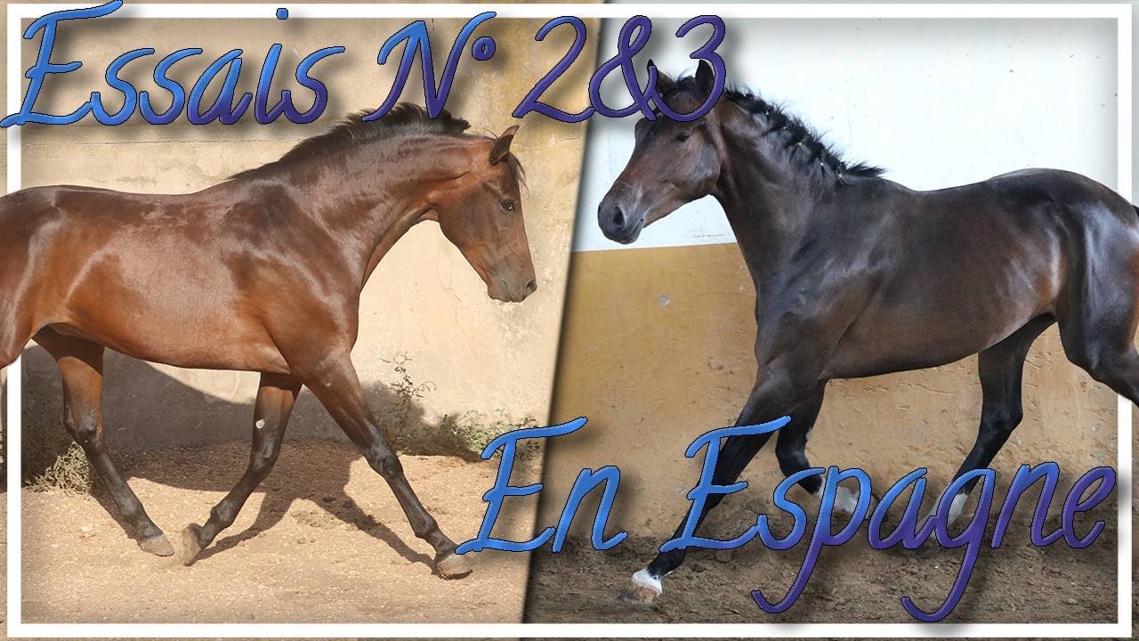 Essais n°2 et 3 - Essais en Espagne, petit KWPN et Mimoso
