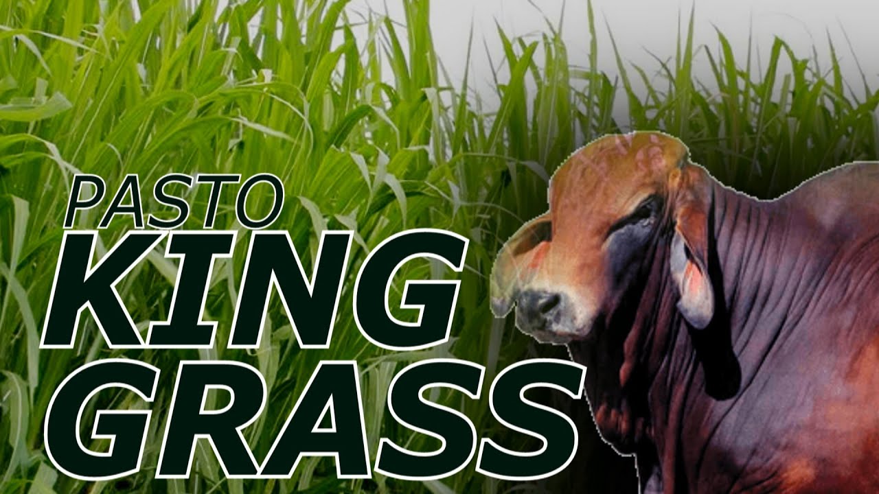 Pasto King Grass.  El Cultivo Revolucionario para una ganadería Sostenible