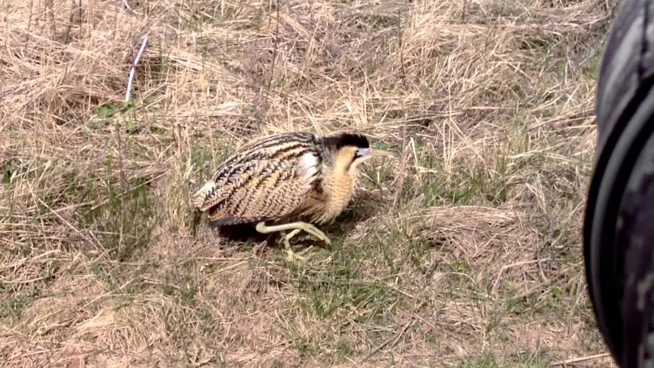 Didysis baublys (Botaurus stellaris) Great Bittern, Большая выпь
