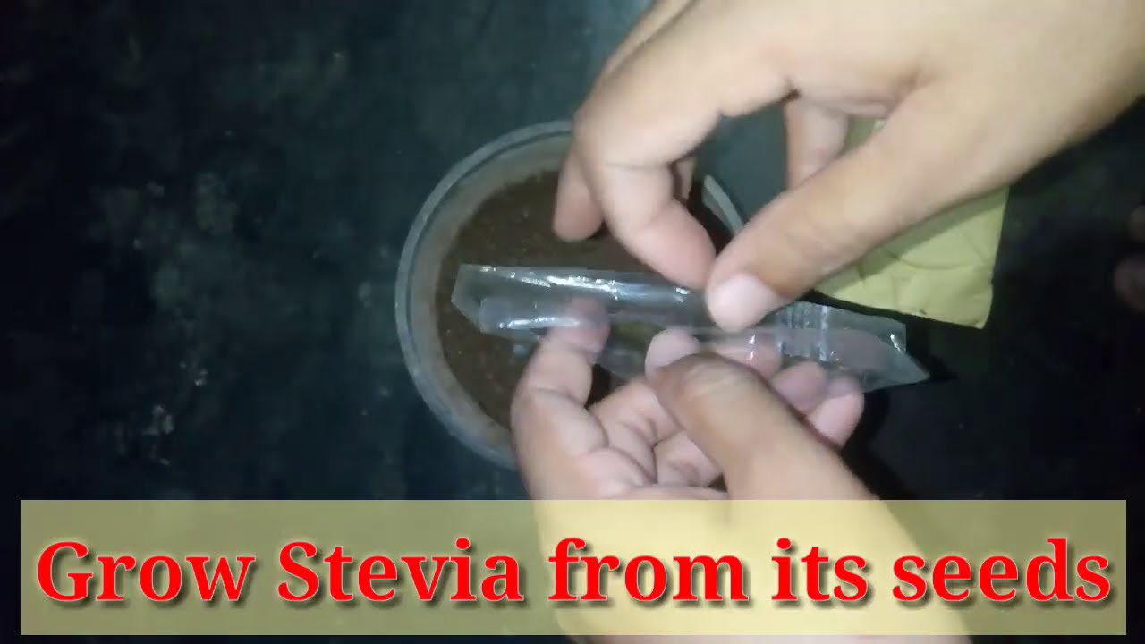 How to grow Stevia or sweet Tulsi from seeds