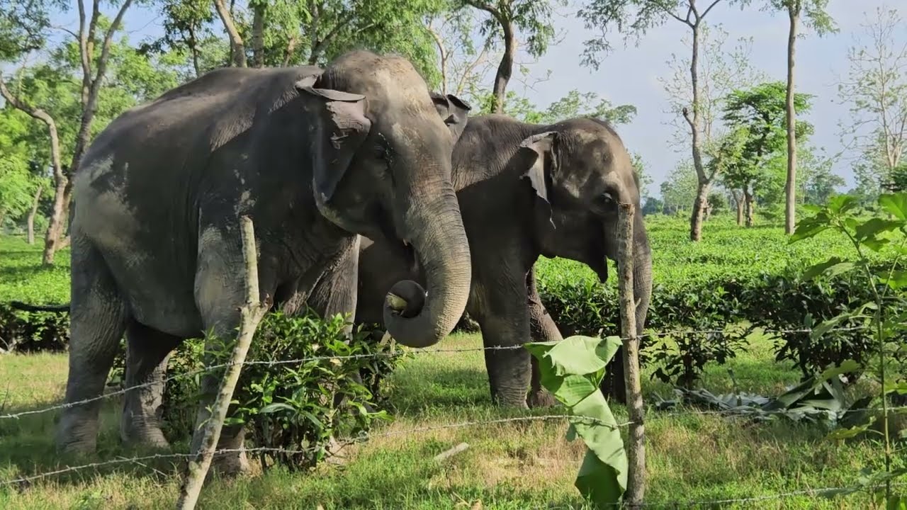 12 February 2026 #assam #animals 