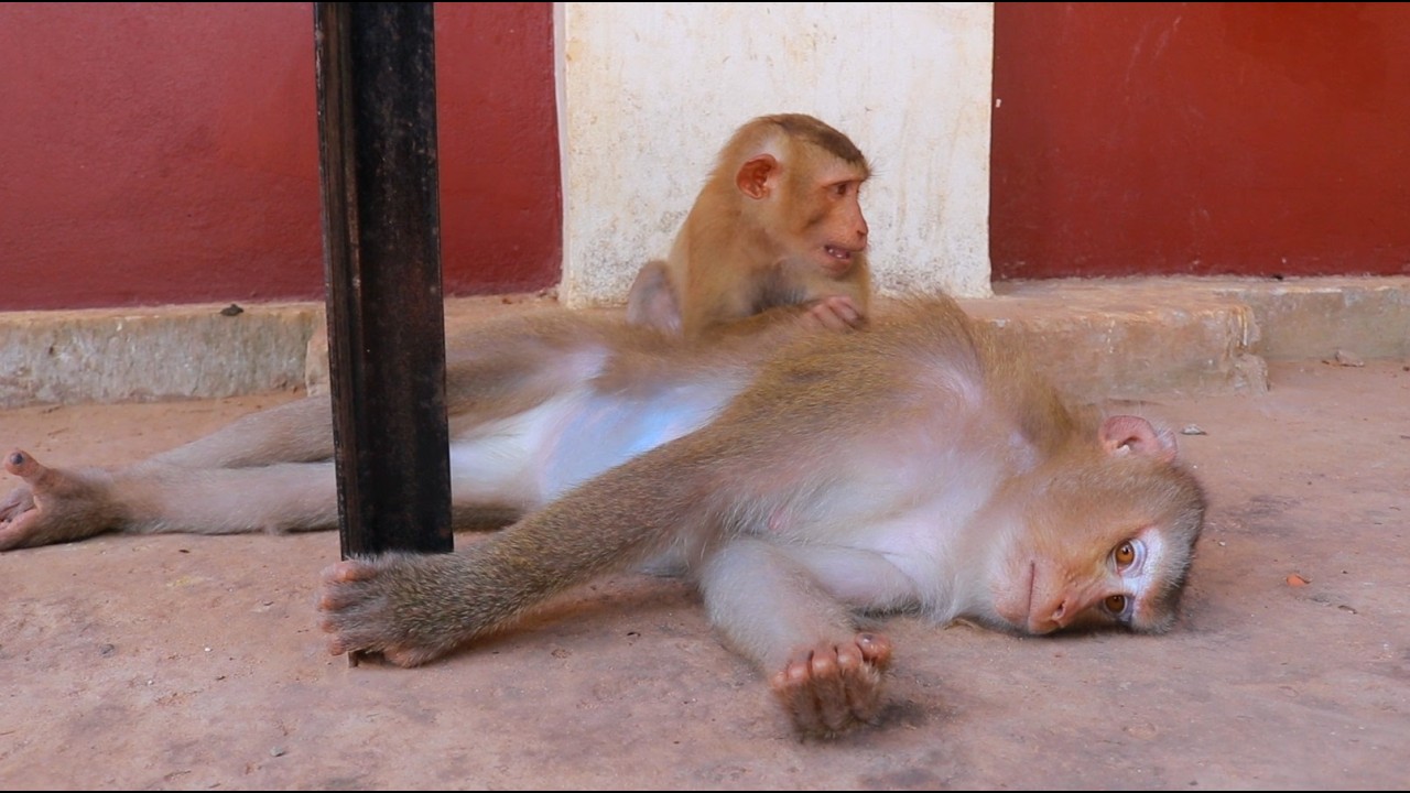 A Teenager Grooming Pregnancy Flora