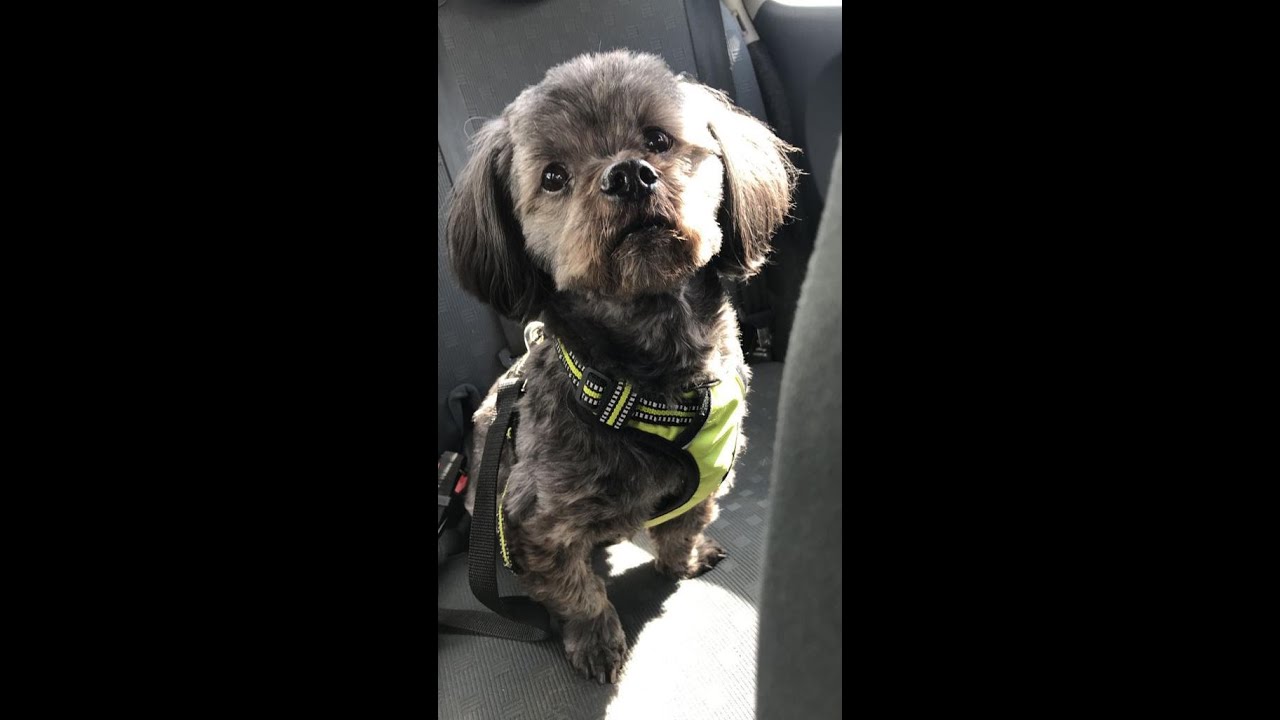 Memories of Will are family dog and friend