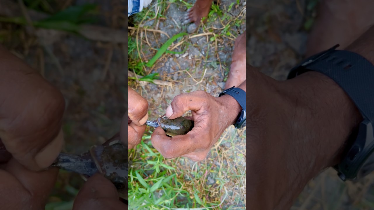 snakehead fish ke muhke anderse nikla rohufish🐟😧(229) hindi fishing vlog || local fishing video ||