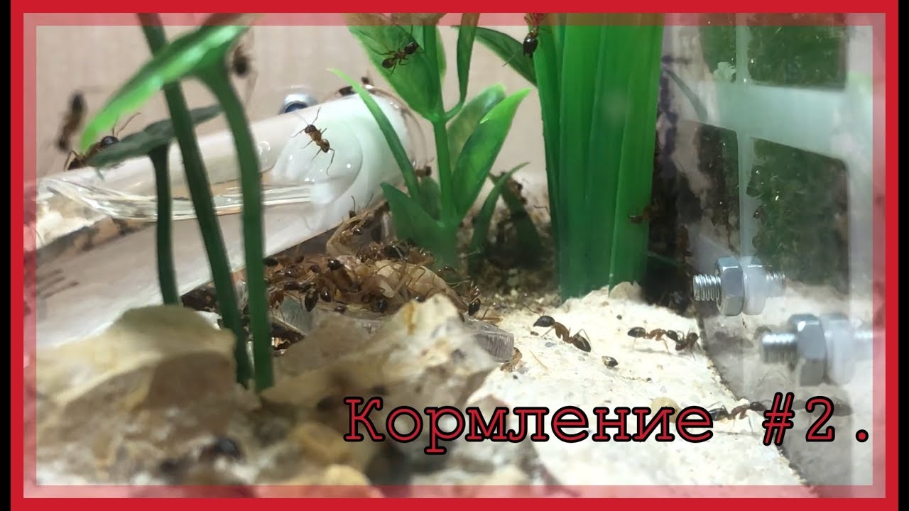 КОРМЛЕНИЕ #2. Camponotus albosparsus