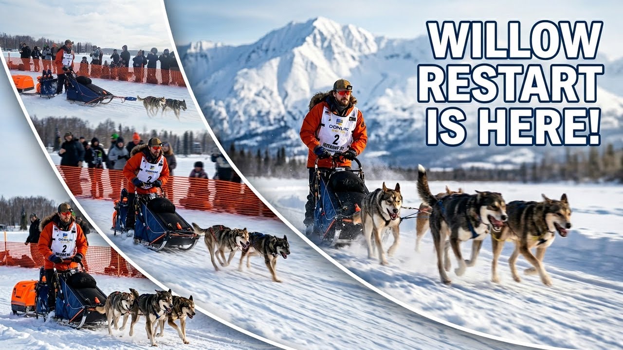 1000 Miles Through Alaska's Harshest Wilderness: Iditarod 2026 RESTART Begins in Willow. 